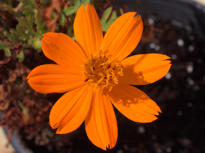 mp_cosmos_sph_2013_04.jpg