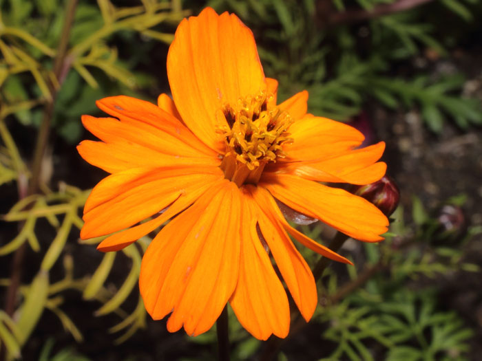 mp_cosmos_sul_2015_01.jpg