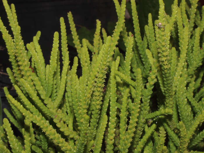 mp_crassula_mus_2016_01.jpg