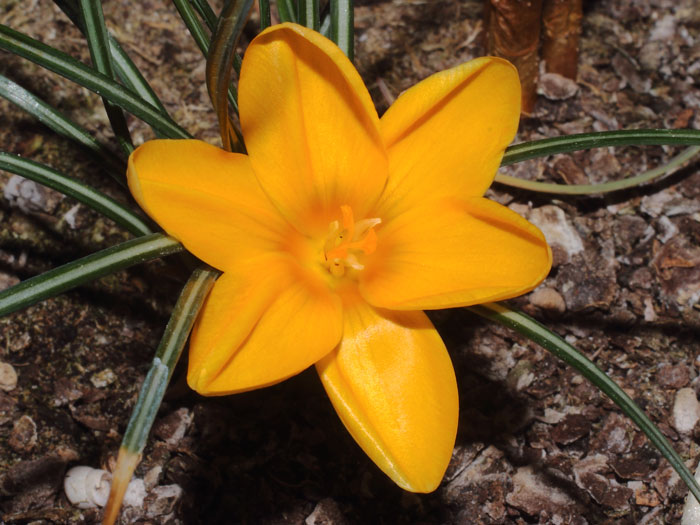 mp_crocus_chr_2016_01.jpg