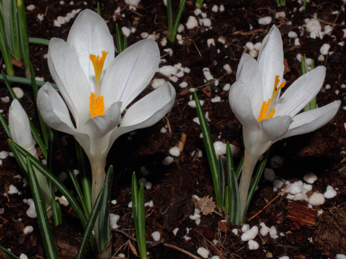 mp_crocus_jdarc_2013_01.jpg