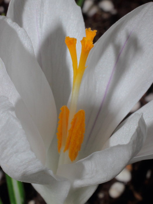 mp_crocus_jdarc_2013_02.jpg