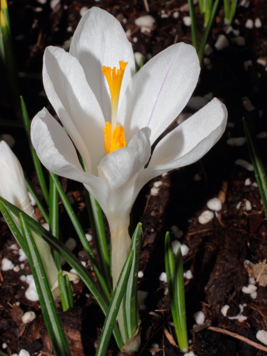 mp_crocus_jdarc_2013_03.jpg