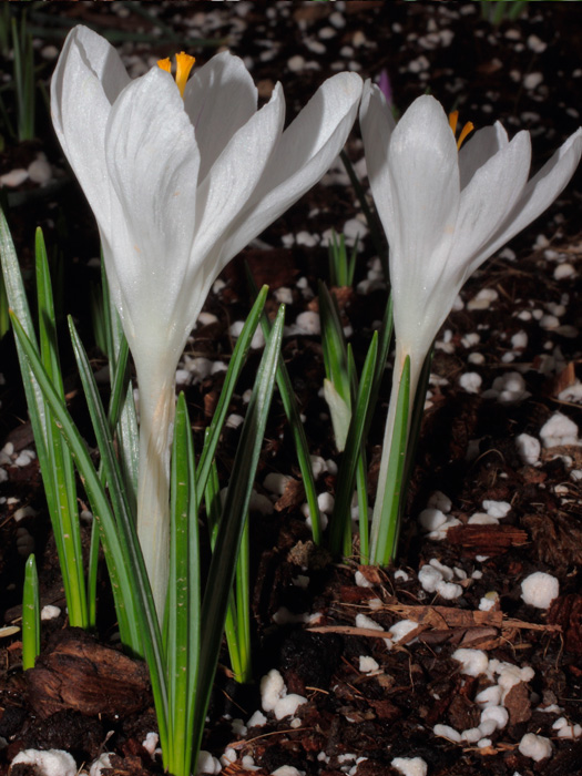 mp_crocus_jdarc_2013_04.jpg