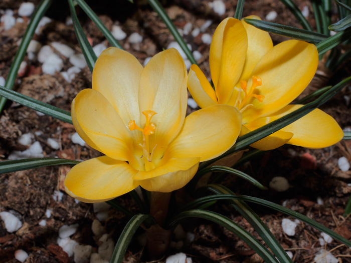 mp_crocus_mix_2013_01.jpg