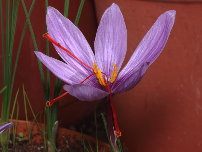 mp_crocus_sat_2017_04.jpg