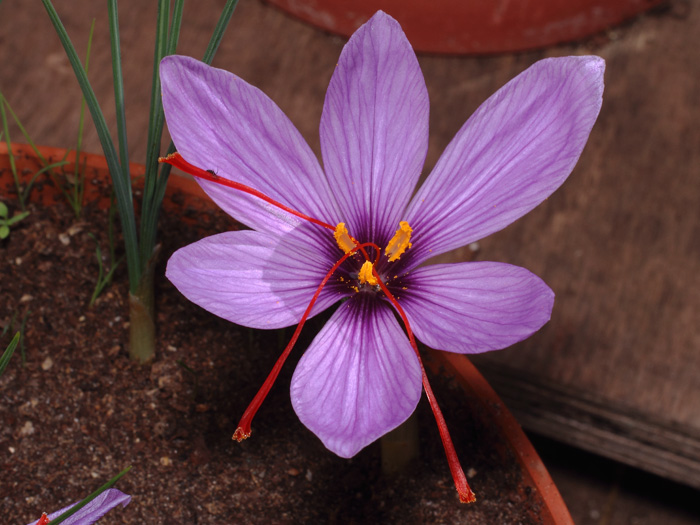 mp_crocus_sat_2017_05.jpg
