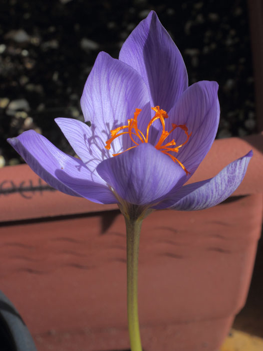 mp_crocus_spe_2015_01.jpg