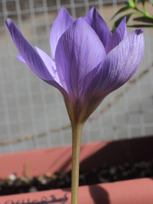 mp_crocus_spe_2015_02.jpg