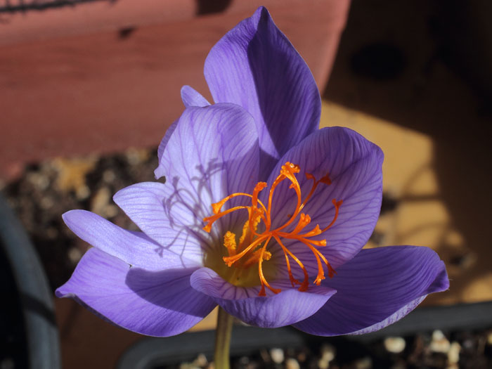 mp_crocus_spe_2015_03.jpg