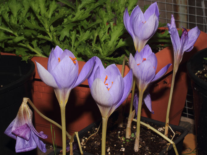 mp_crocus_spe_2015_04.jpg