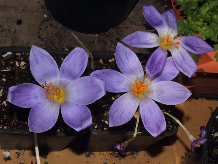 mp_crocus_spe_2015_05.jpg
