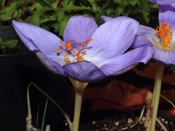 mp_crocus_spe_2015_06.jpg