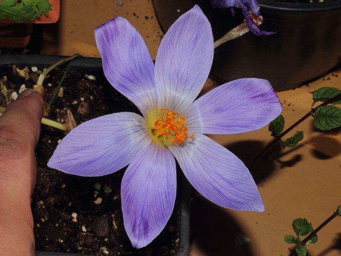 mp_crocus_spe_2015_07.jpg