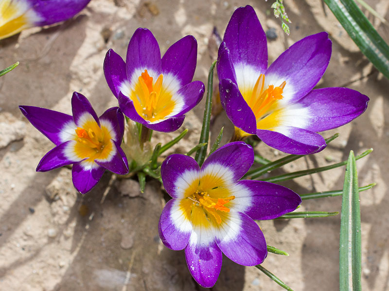 mp_crocus_sst_2021_04.jpg