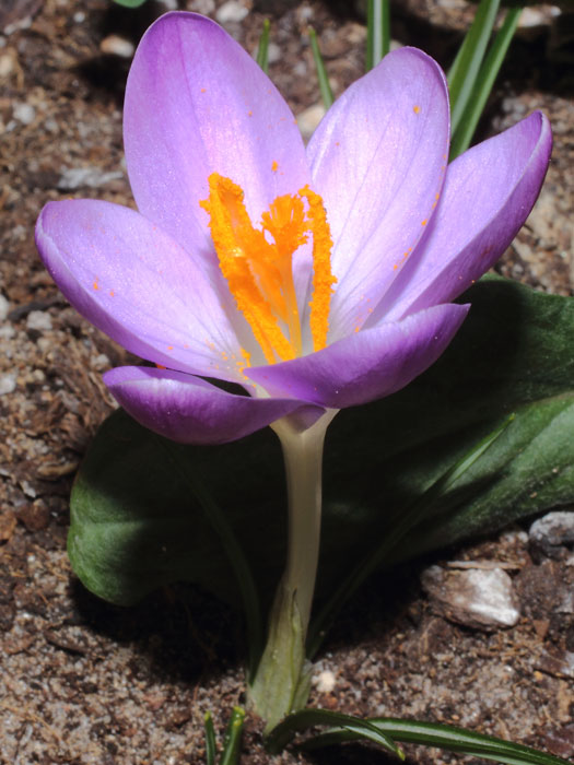 mp_crocus_tom_2015_01.jpg