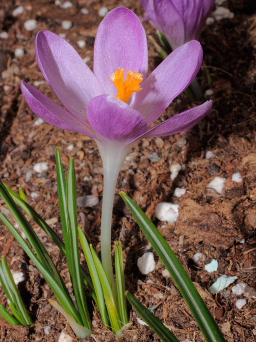 mp_crocus_tomm_2013_03.jpg