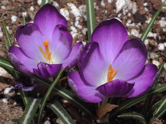 mp_crocus_ver_2014_01.jpg