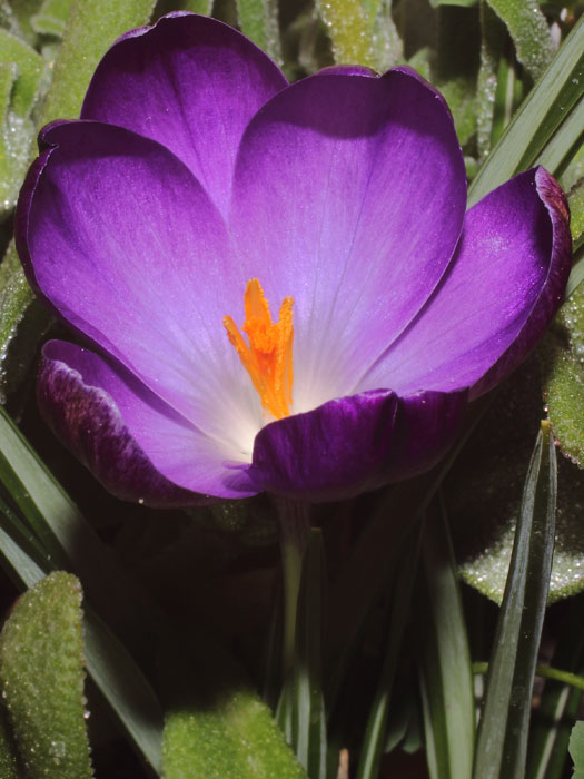 mp_crocus_ver_2015_02.jpg