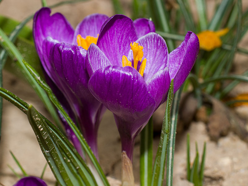 mp_crocus_ver_2021_02.jpg