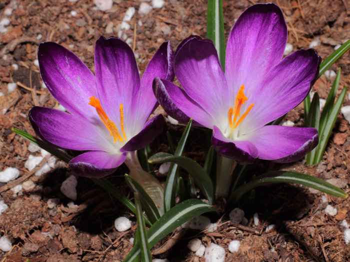 mp_crocus_vernus_2013_02.jpg