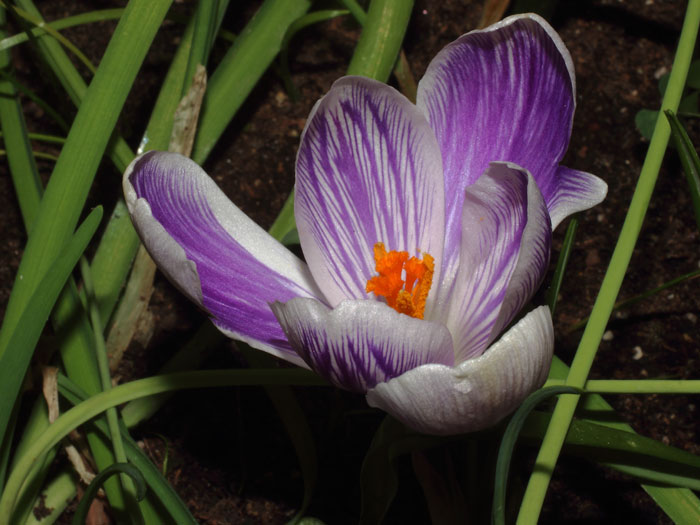 mp_crocus_vks_2016_02.jpg