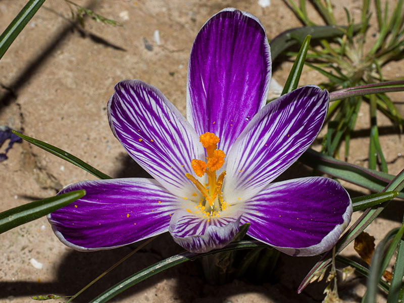 mp_crocus_vks_2021_01.jpg