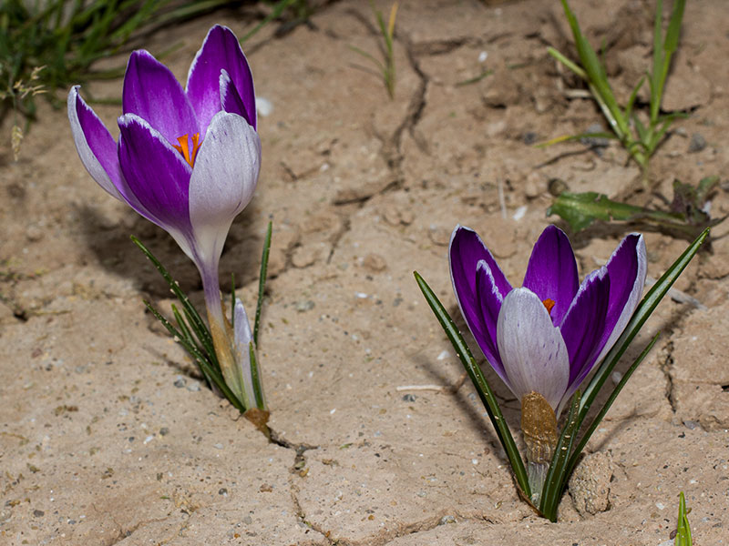mp_crocus_vva_2021_01.jpg