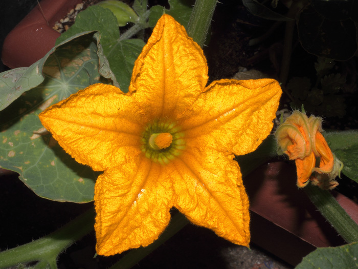 mp_cucurbita_pep_2014_01.jpg