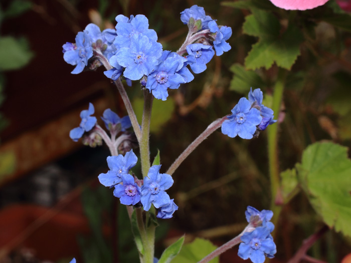 mp_cynoglossum_ama_2017_01.jpg