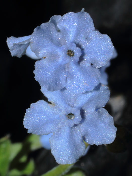 mp_cynoglossum_amabile_2013_02.jpg