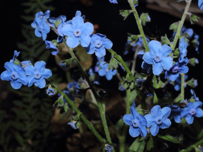 mp_cynoglossum_amabile_2013_03.jpg
