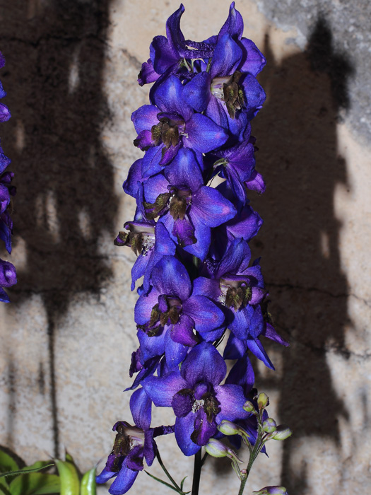 mp_delphinium_2014_04.jpg