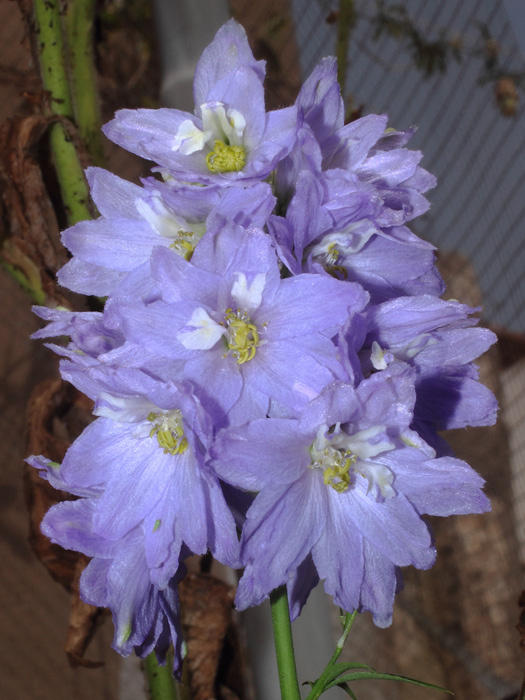 mp_delphinium_hyb_2016_01.jpg