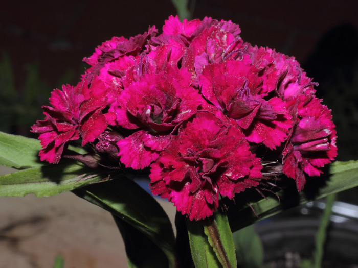 mp_dia_bbd_2013_02.jpg