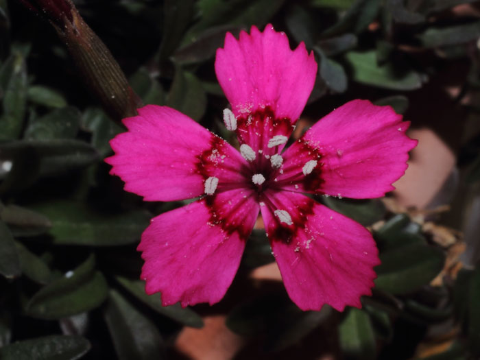mp_dia_deltoides_2013_01.jpg