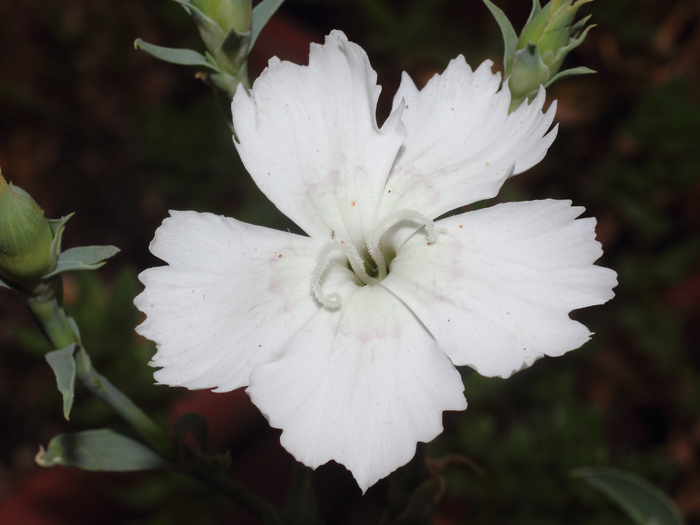 mp_dianthus_amu_2016_01.jpg
