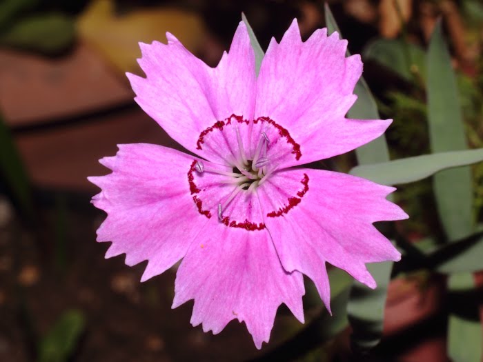 mp_dianthus_amu_2016_02.jpg