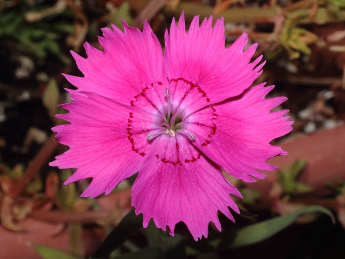 mp_dianthus_amu_2016_03.jpg