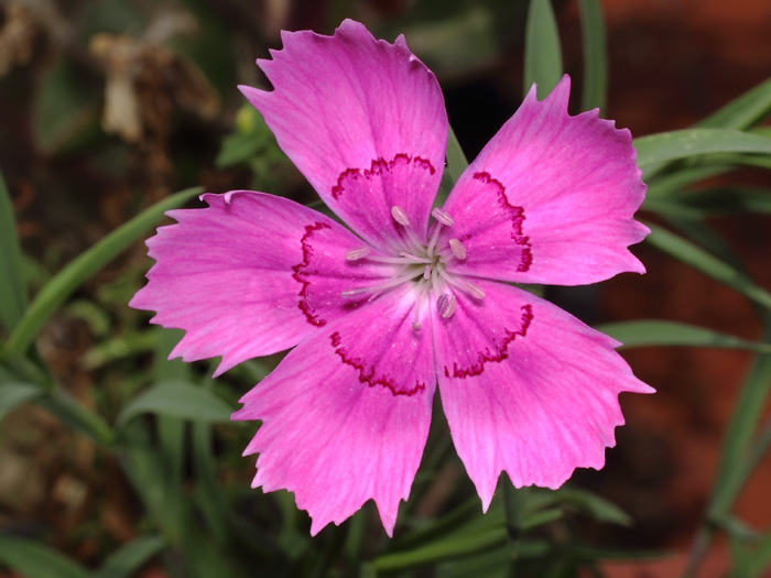 mp_dianthus_amu_2017_01.jpg
