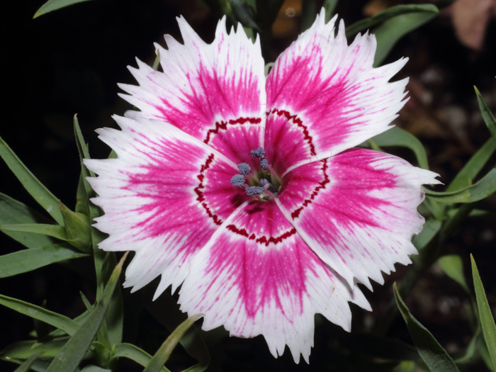 mp_dianthus_chi_2014_01.jpg