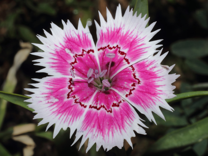 mp_dianthus_chi_2014_02.jpg
