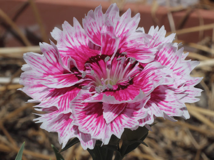 mp_dianthus_chi_2015_03.jpg