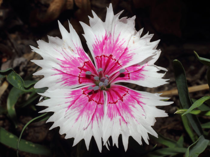 mp_dianthus_chi_2015_04.jpg
