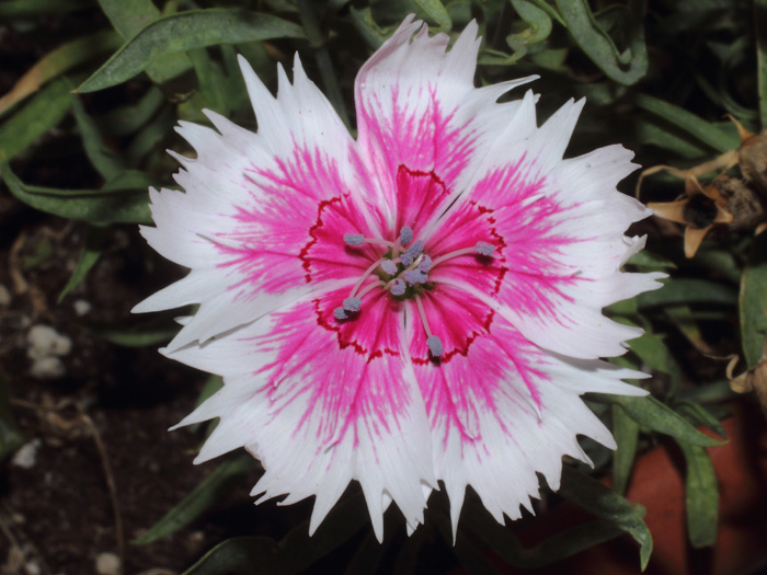 mp_dianthus_chi_2015_05.jpg