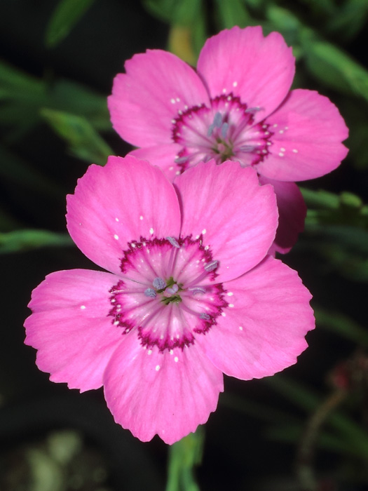 mp_dianthus_del_2017_01.jpg