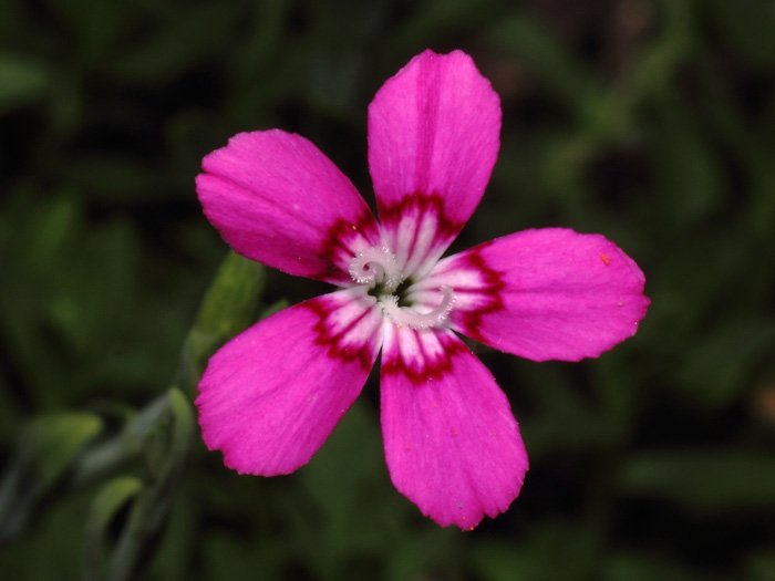 mp_dianthus_del_2017_05.jpg