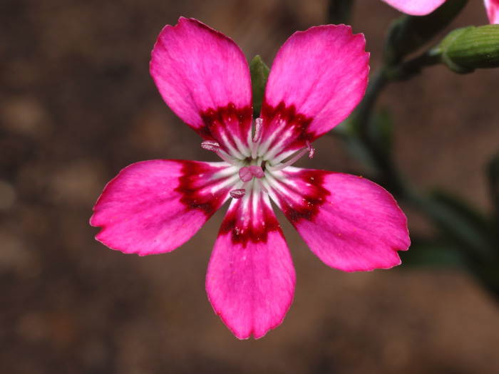 mp_dianthus_del_2017_06.jpg
