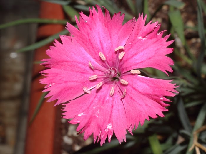 mp_dianthus_gra_2016_02.jpg