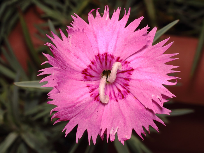 mp_dianthus_gra_2017_01.jpg